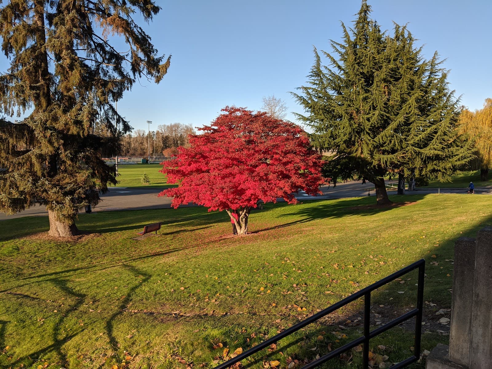 Lewis Park - Image 1