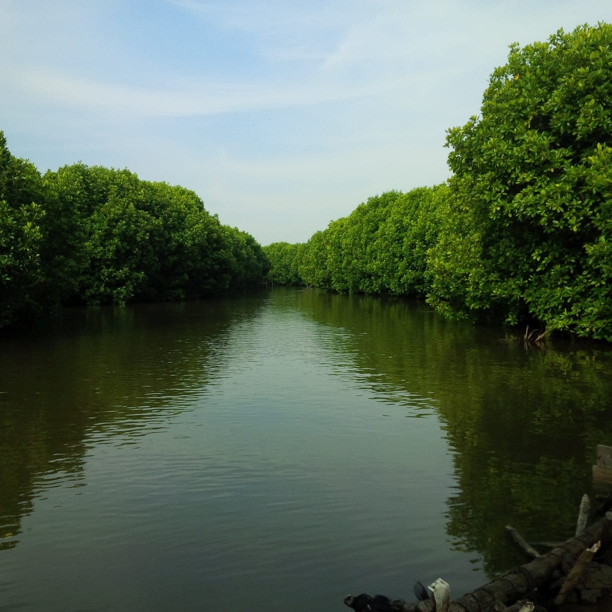 Muara Gembong Mangrove - Image 1