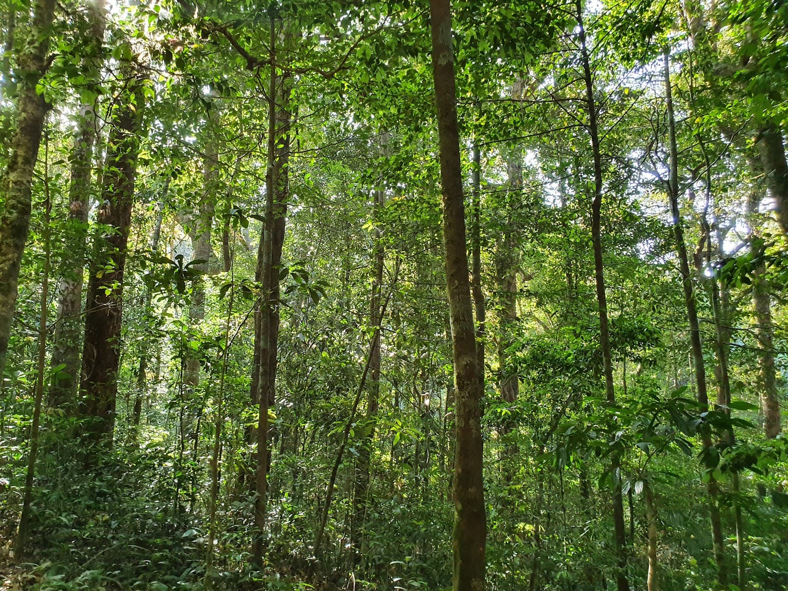 Pushpagiri Wildlife Sanctuary (Bisle) - Image 1