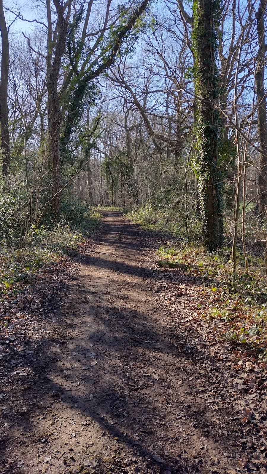 Chessington Wood and Sixty Acre Wood - Image 1