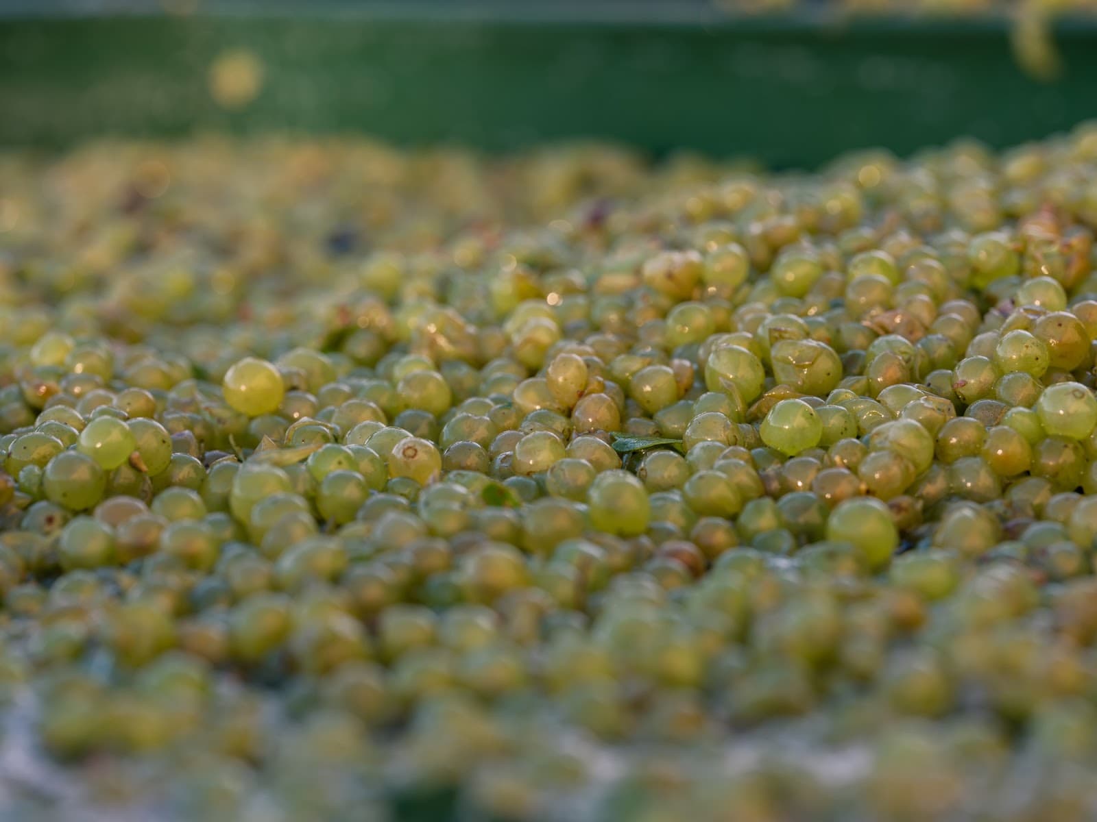Frogmore Creek Winery and Restaurant - Image 1
