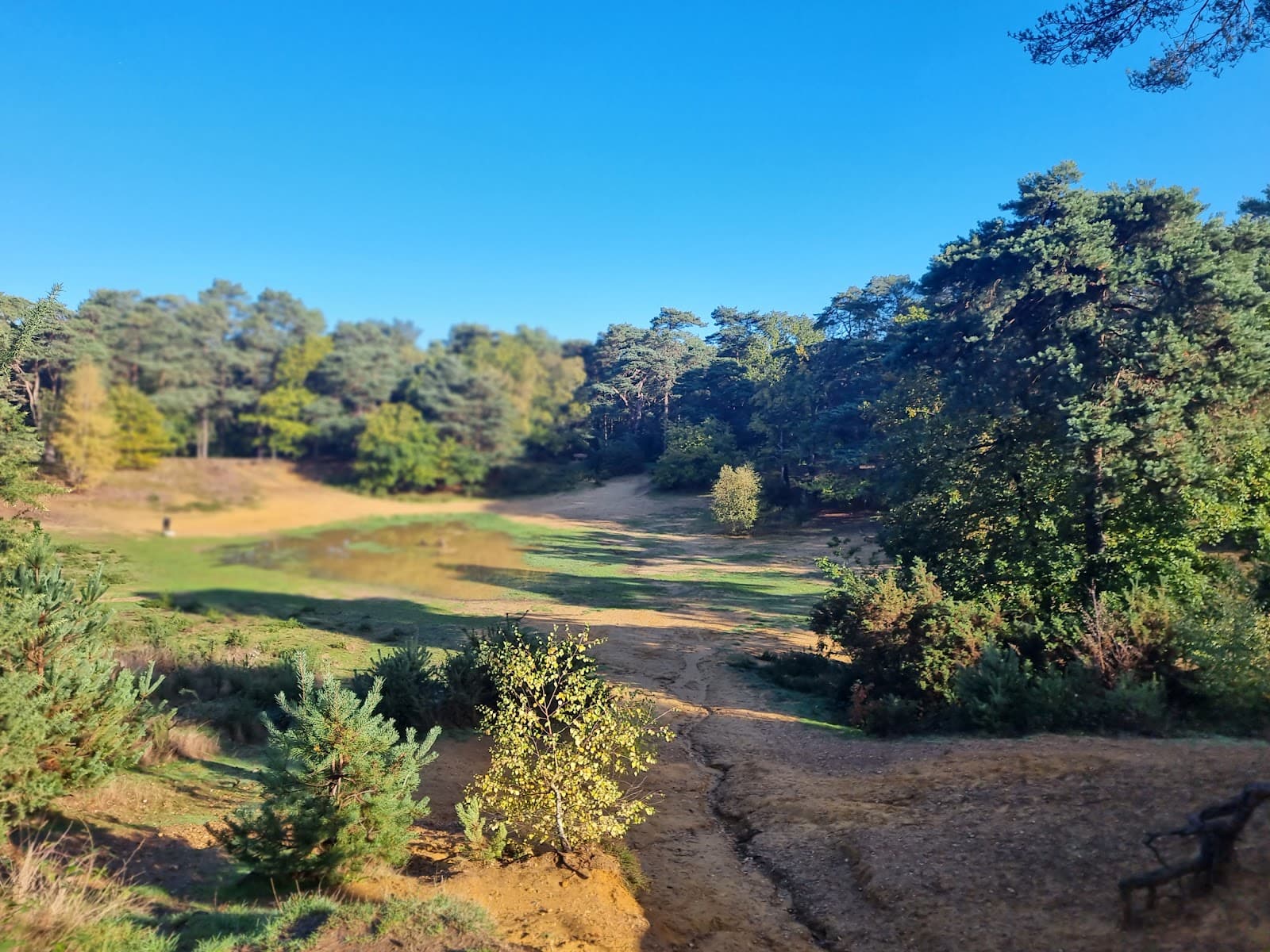 Oxshott Heath and Woods - Image 1