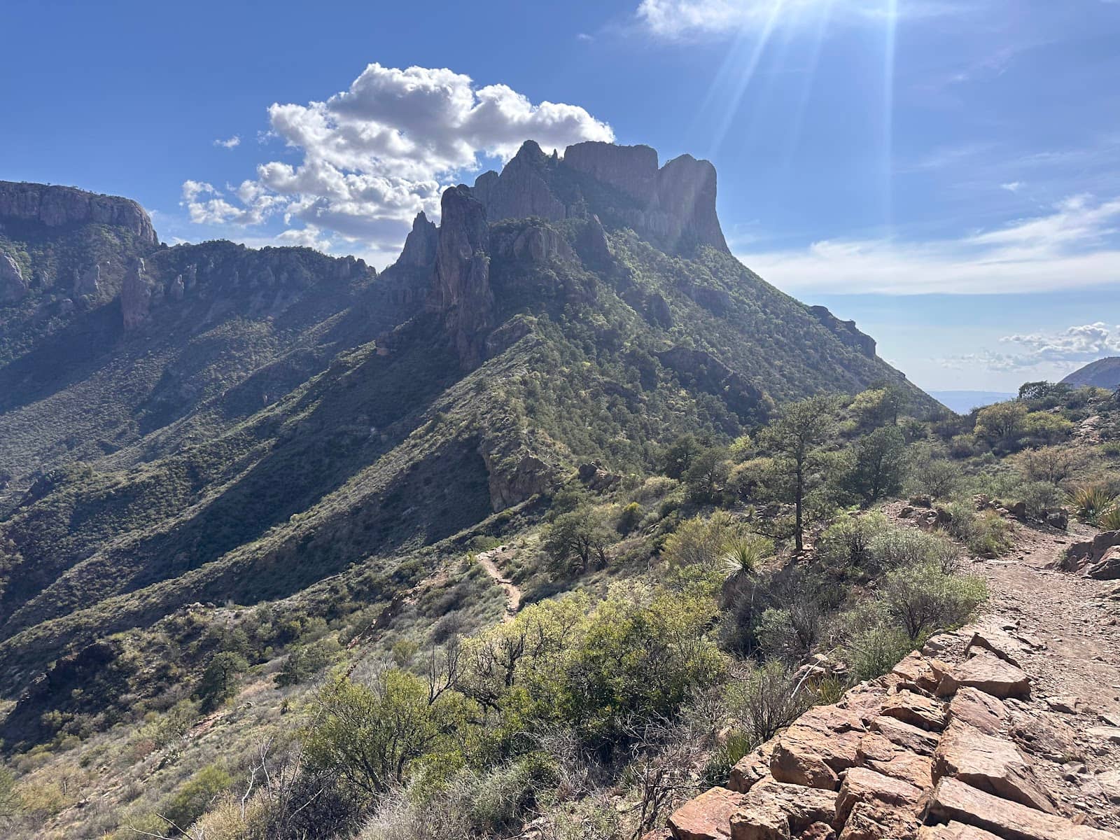 Diverse Desert Flora