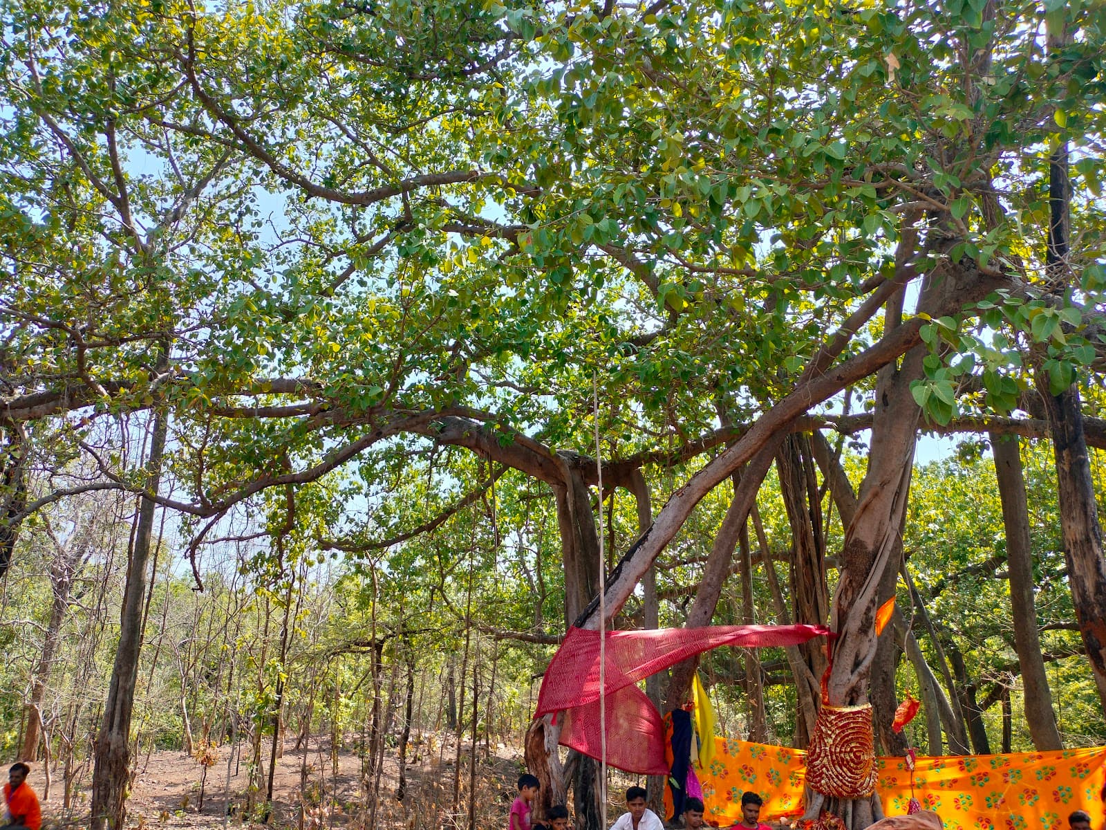 Sita Mata Wildlife Sanctuary - Image 1