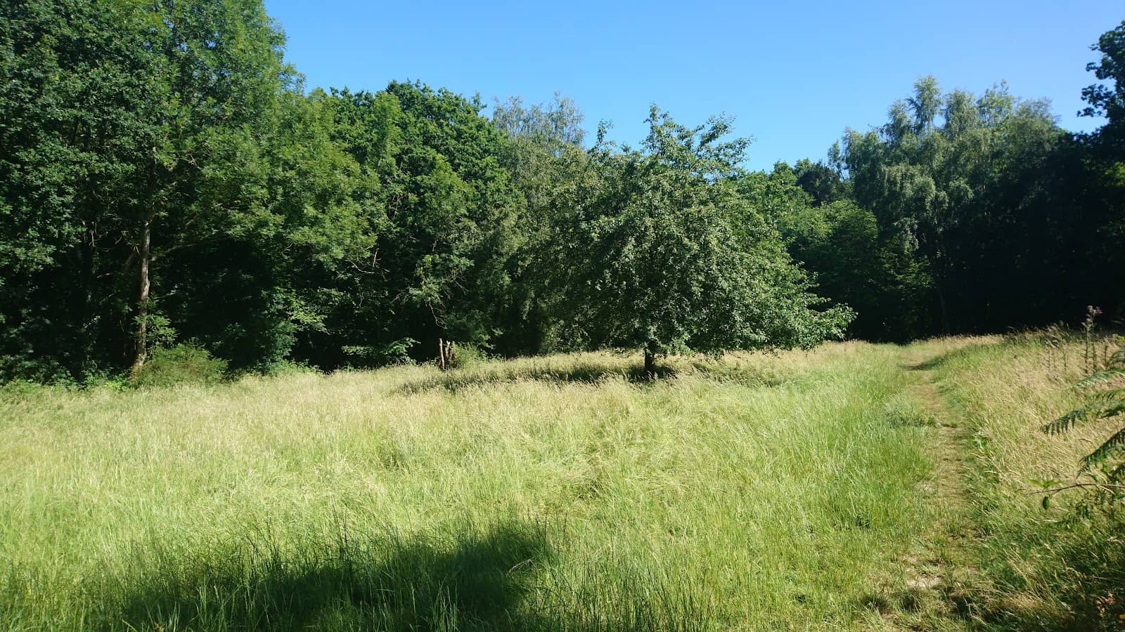 Pond and Wildlife Spotting