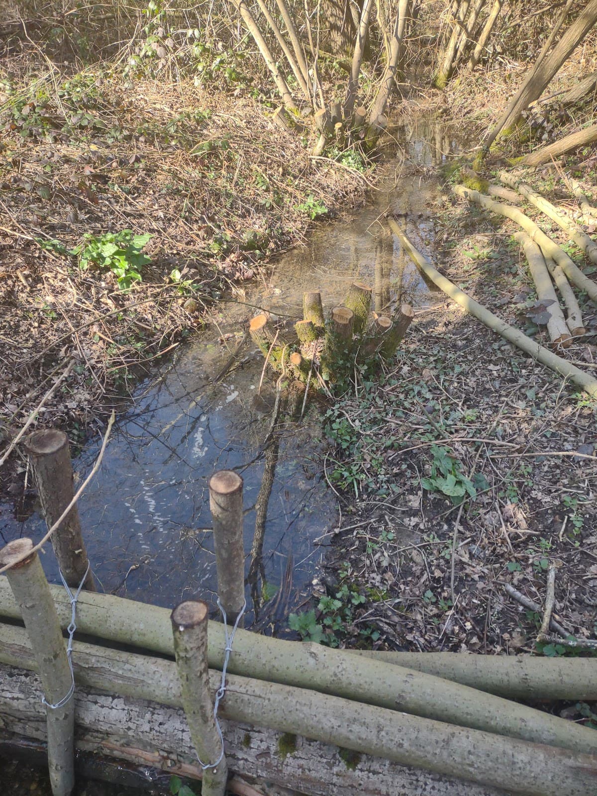 Mad Bess Wood - Image 1
