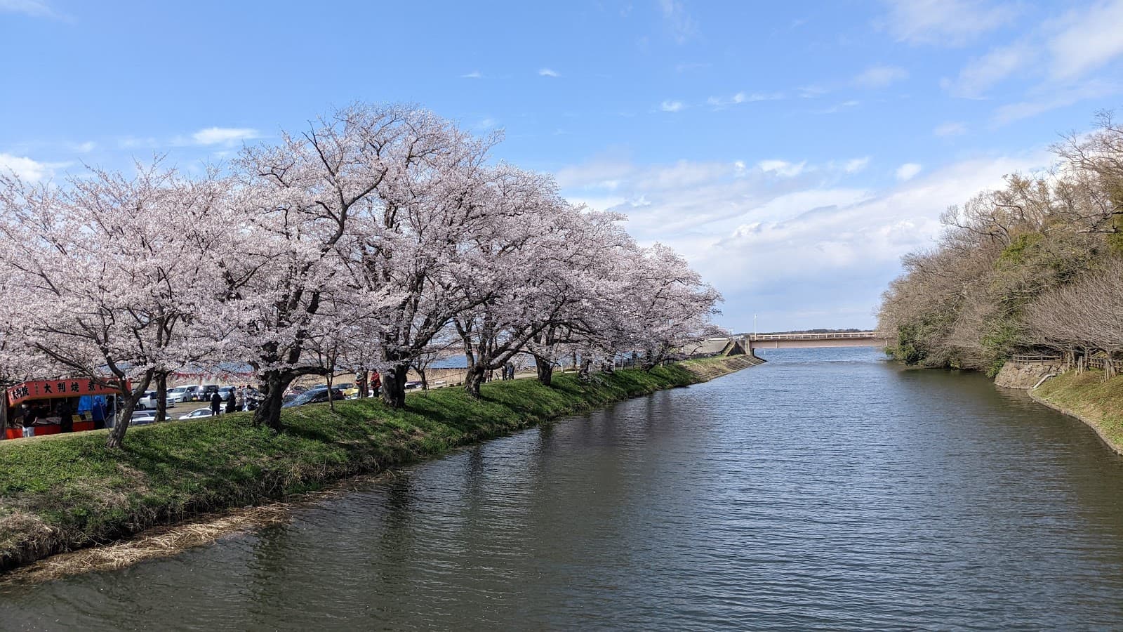 Sakura River Cherry Embankment - Image 1