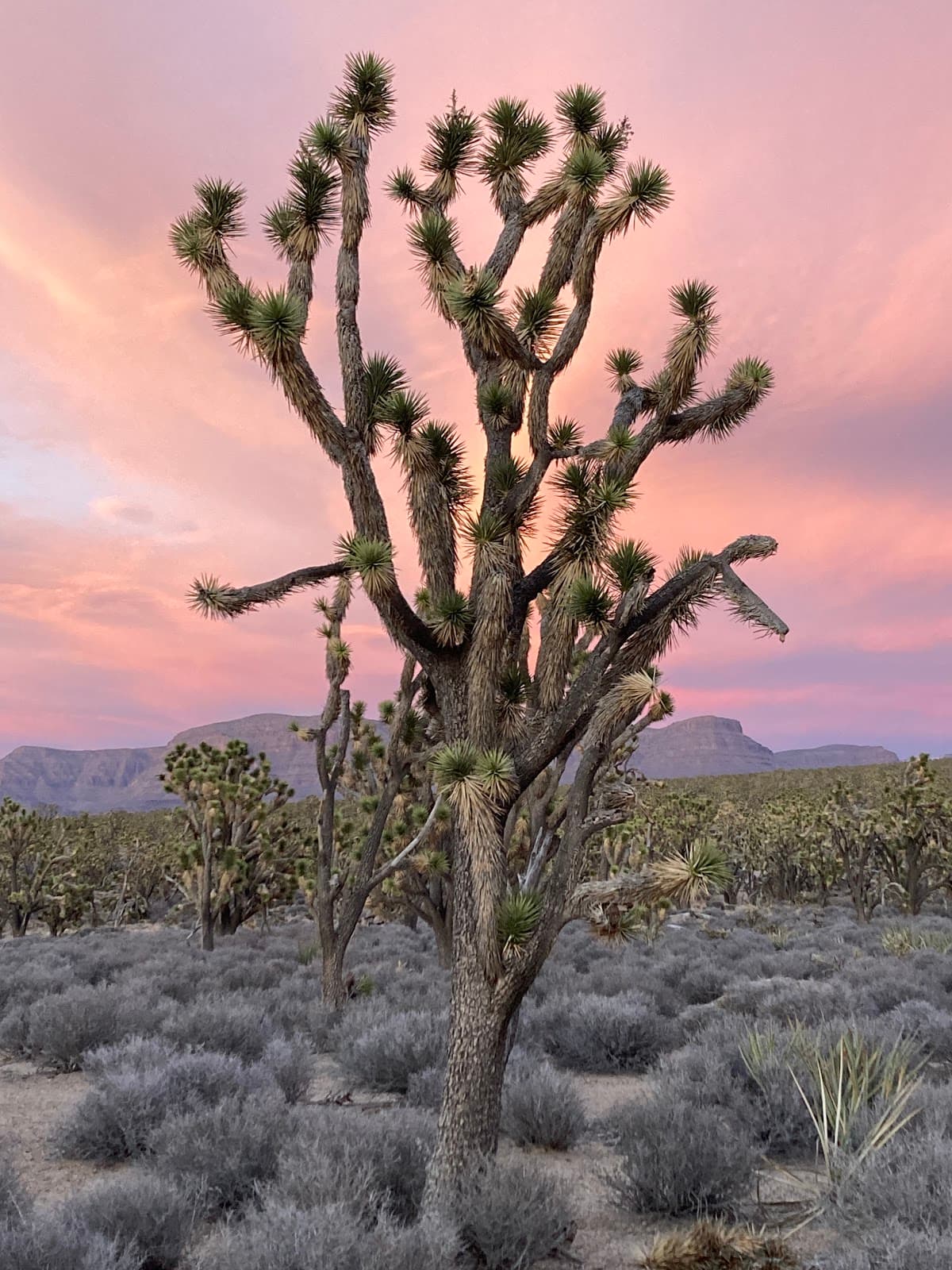 Joshua Tree Parkway of AZ - Image 1