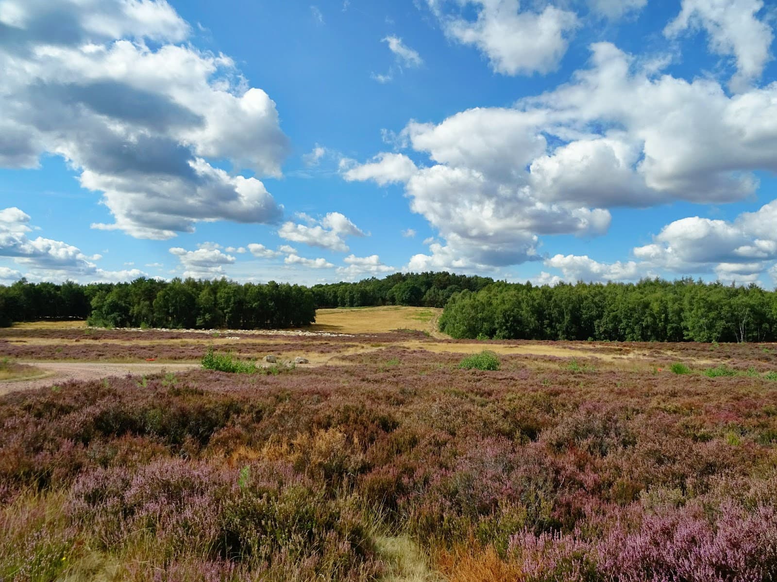 Schavener Heide - Image 1