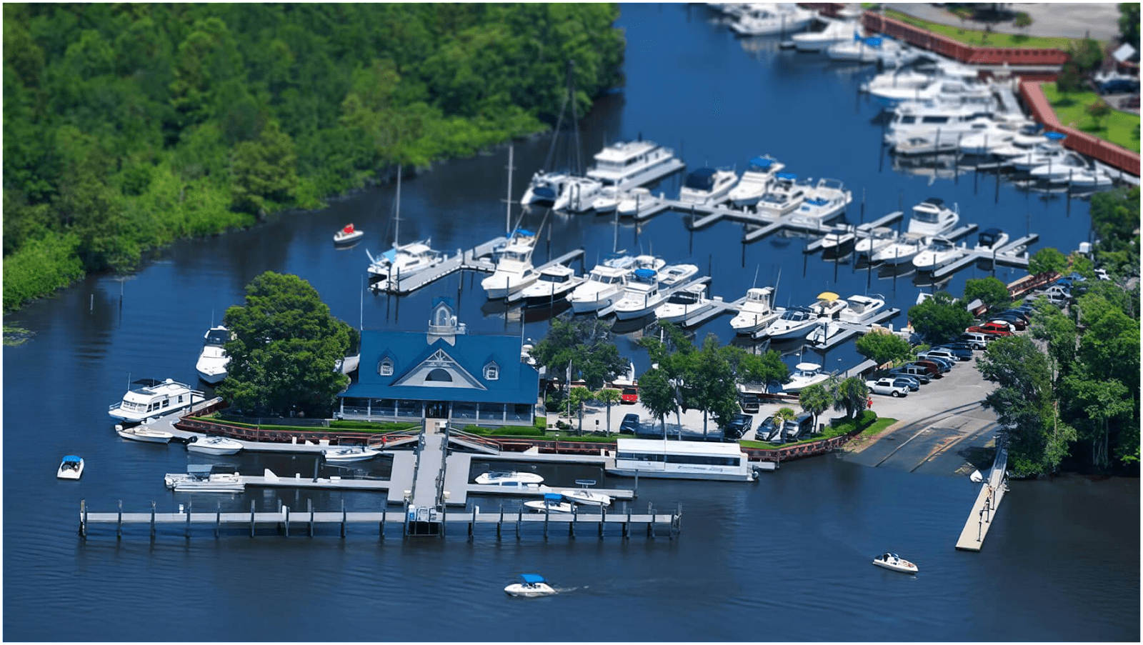 Dolphin Watch Tours