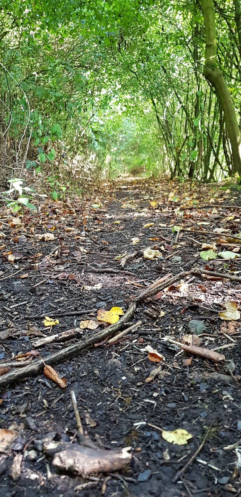 Forêt du Touquet - Image 1