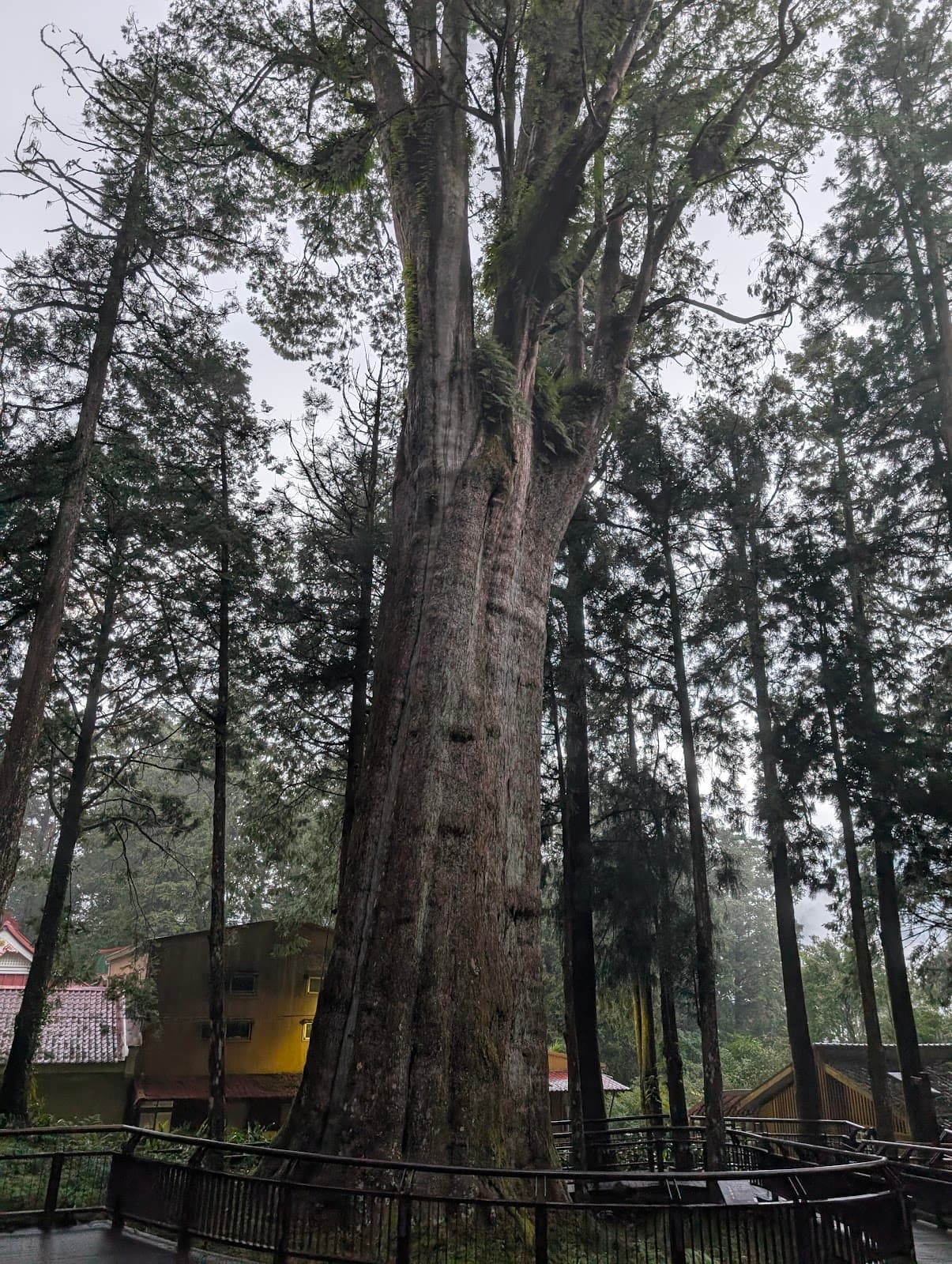 Giant Tree Trail (Alishan) - Image 1