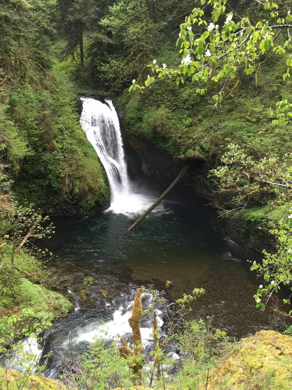 Butte Creek Falls