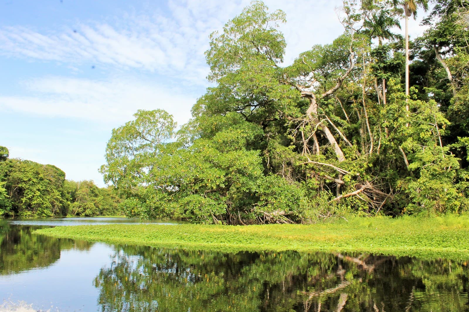 Cuero y Salado Wildlife Refuge La Ceiba - Image 1
