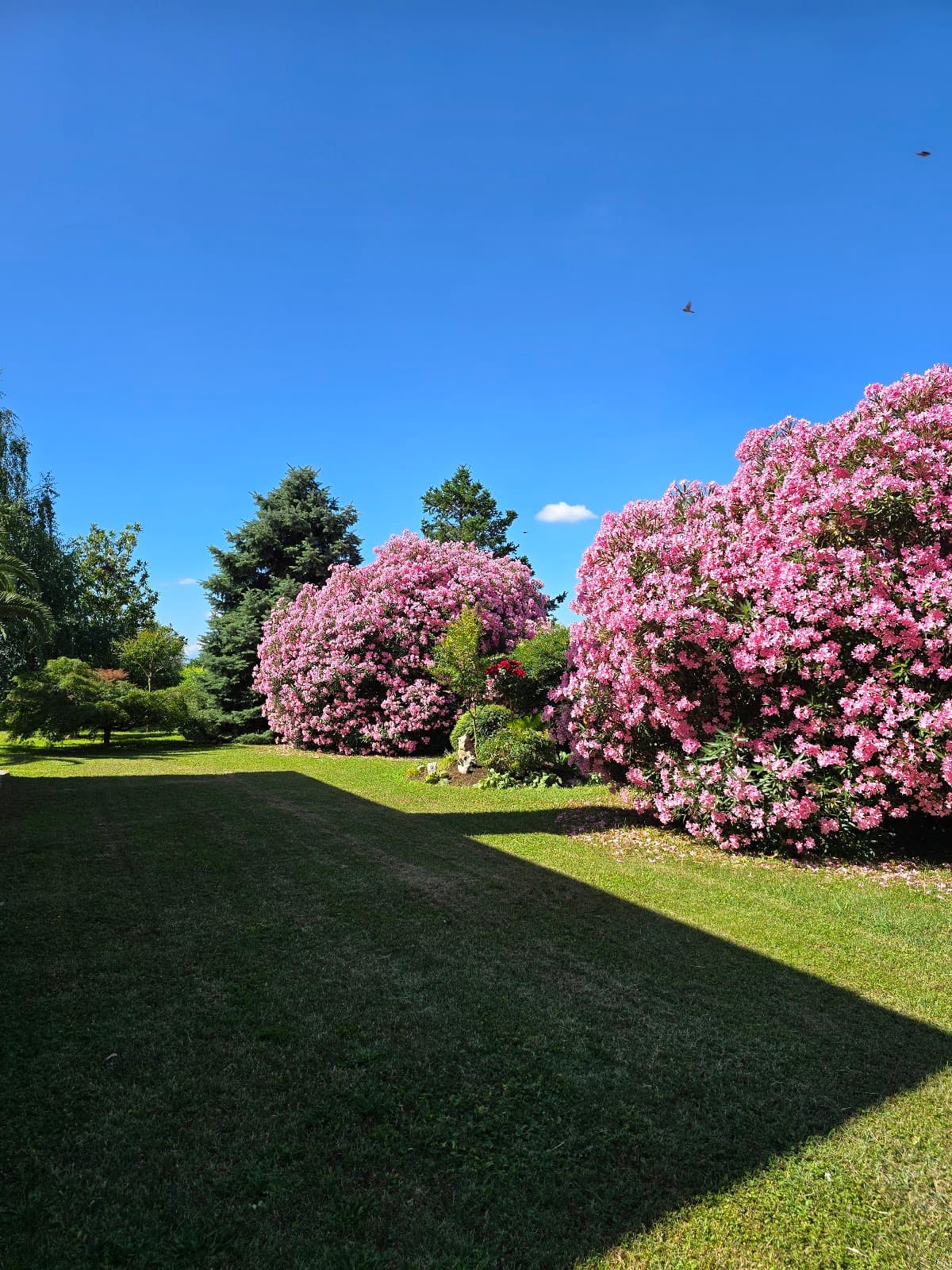 Ćemovsko Field Vineyards - Image 1