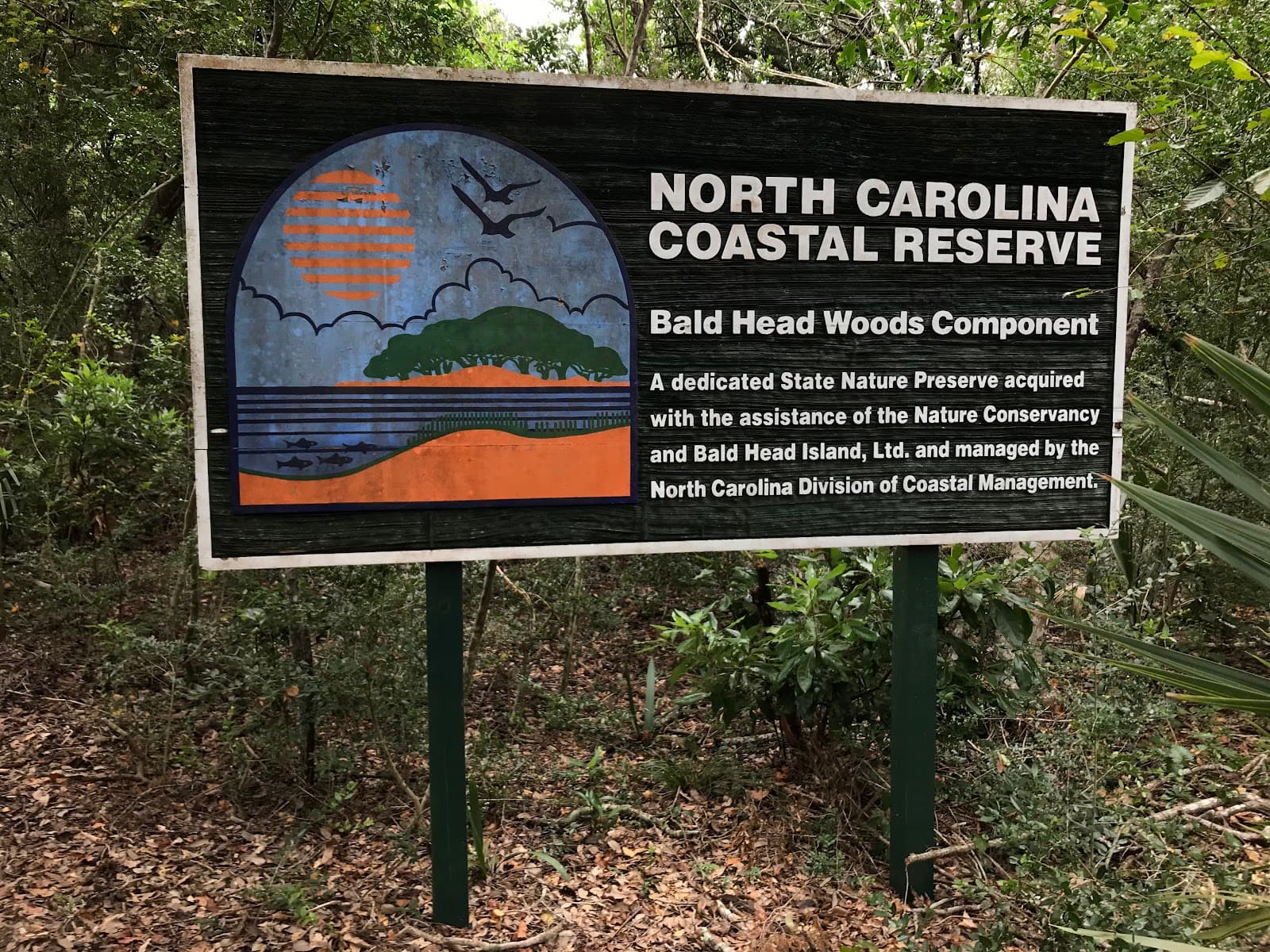 Bald Head Woods Maritime Forest Preserve - Image 1