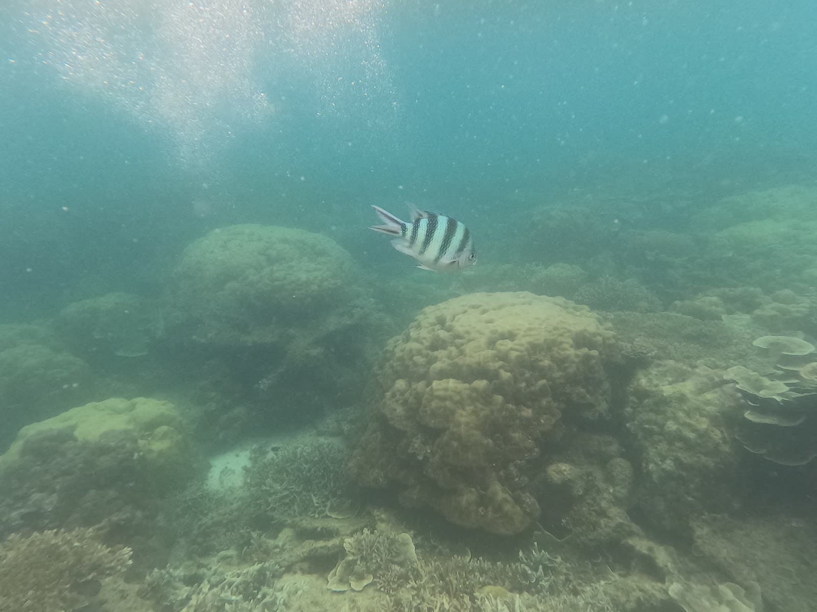 Fantastic Reef - Image 1