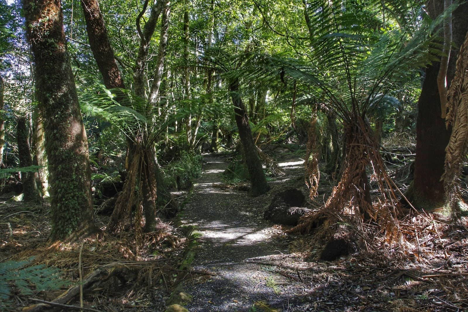 The Cradle Tree