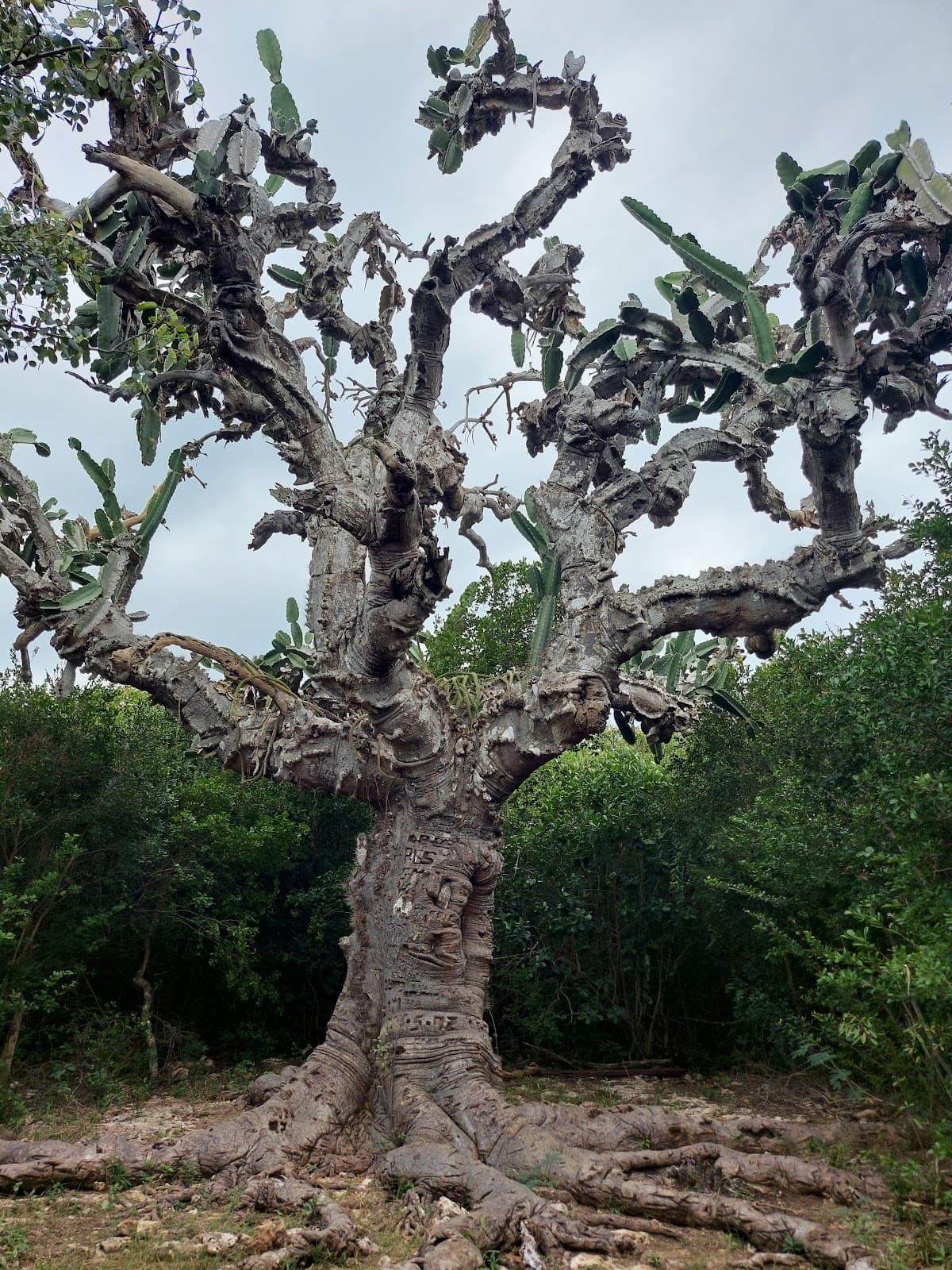 El Patriarca Cactus - Image 1