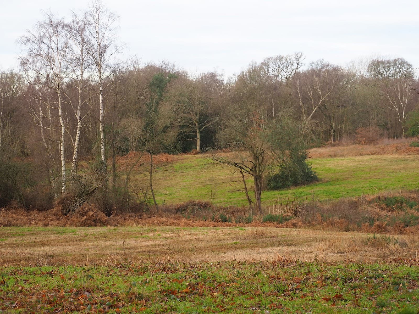 Blakes Wood & Lingwood Common - Image 1