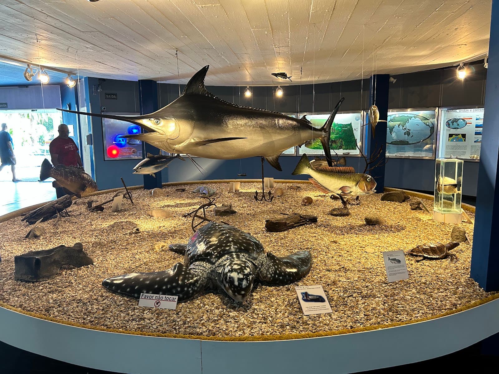 Museu Oceanográfico Prof. Eliézer C. Rios (FURG) - Image 1