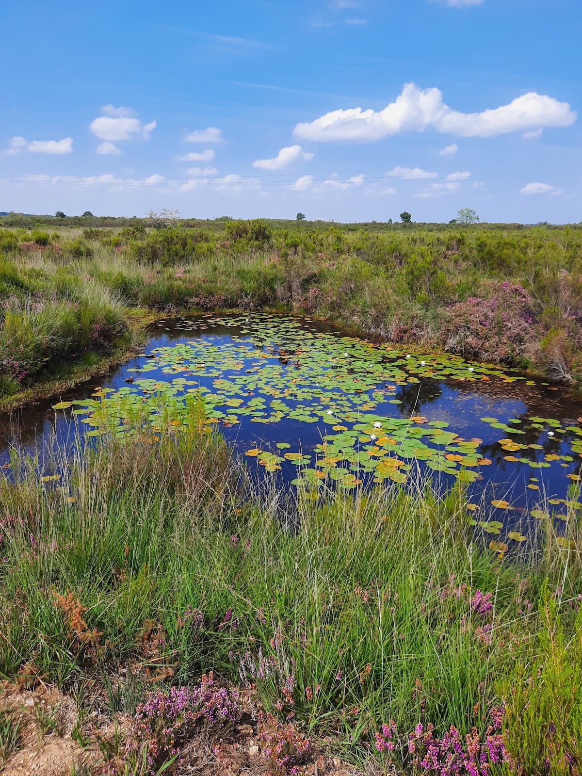 Parc naturel du Pinail - Image 1