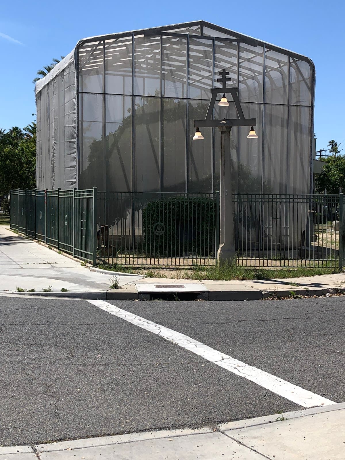 Parent Washington Navel Orange Tree - Image 1