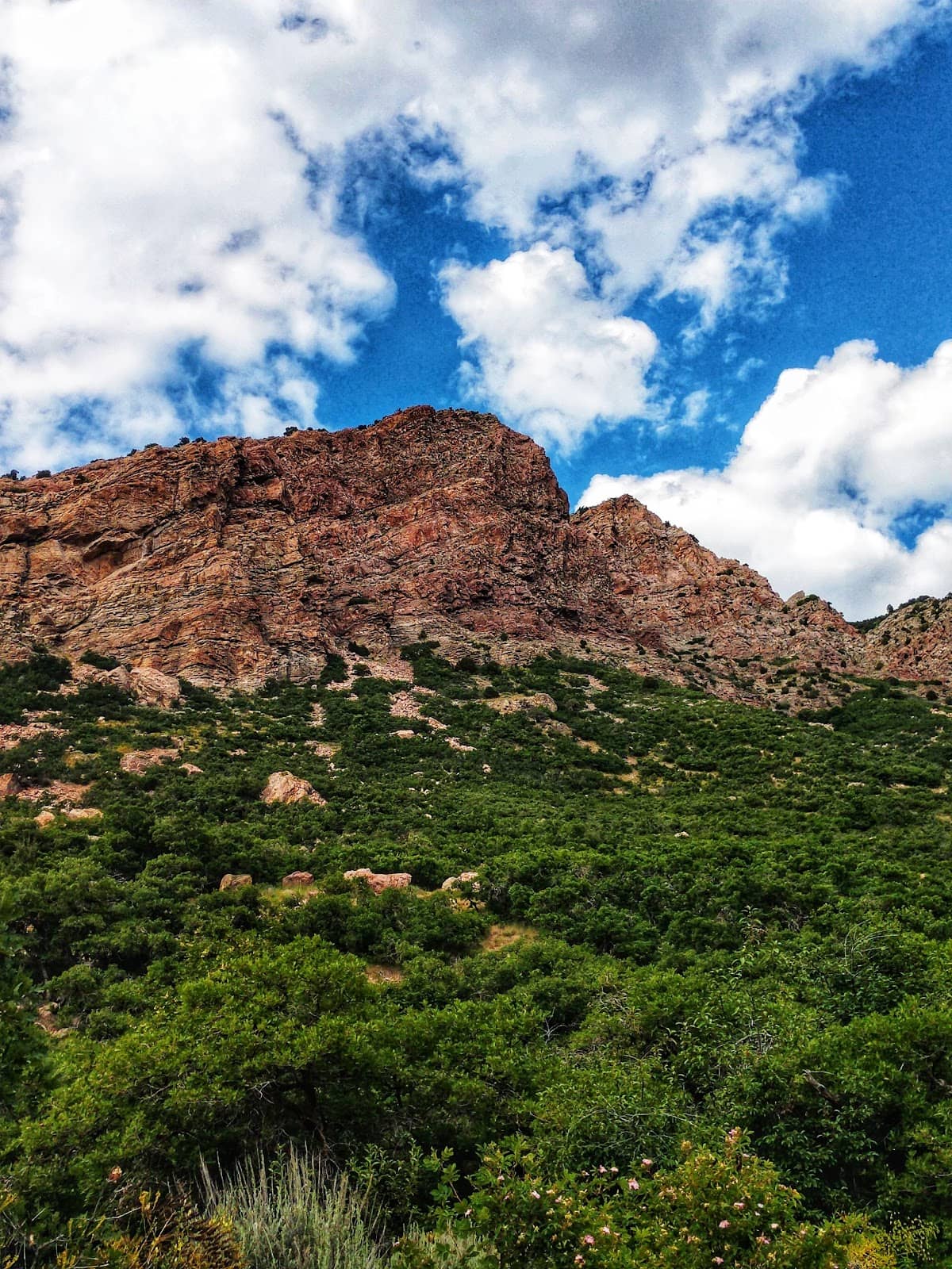 Autumn Foliage Spectacle