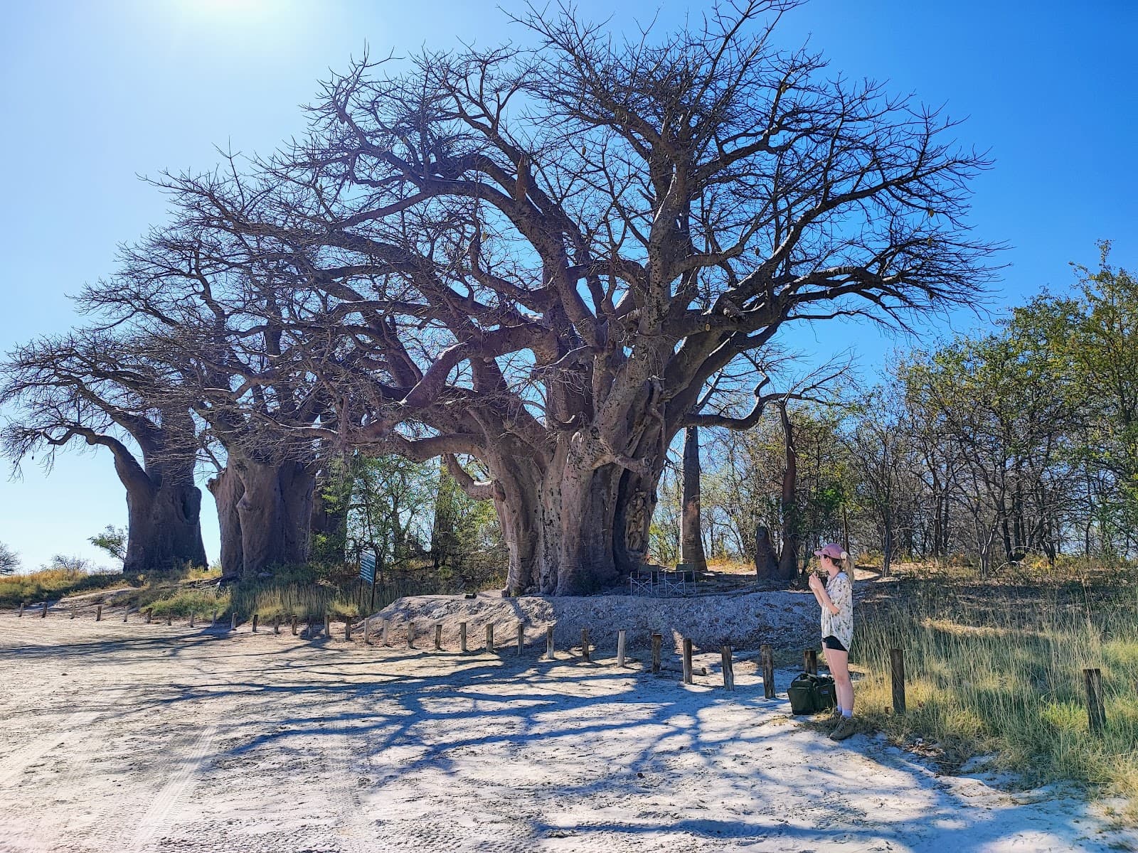 Baines Baobabs Nxai Pan National Park - Image 1