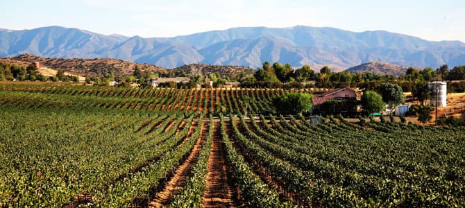Reyes Winery - Image 1