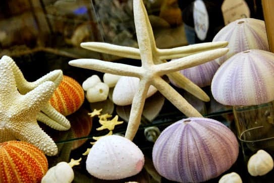 Musée du Coquillage - Image 1