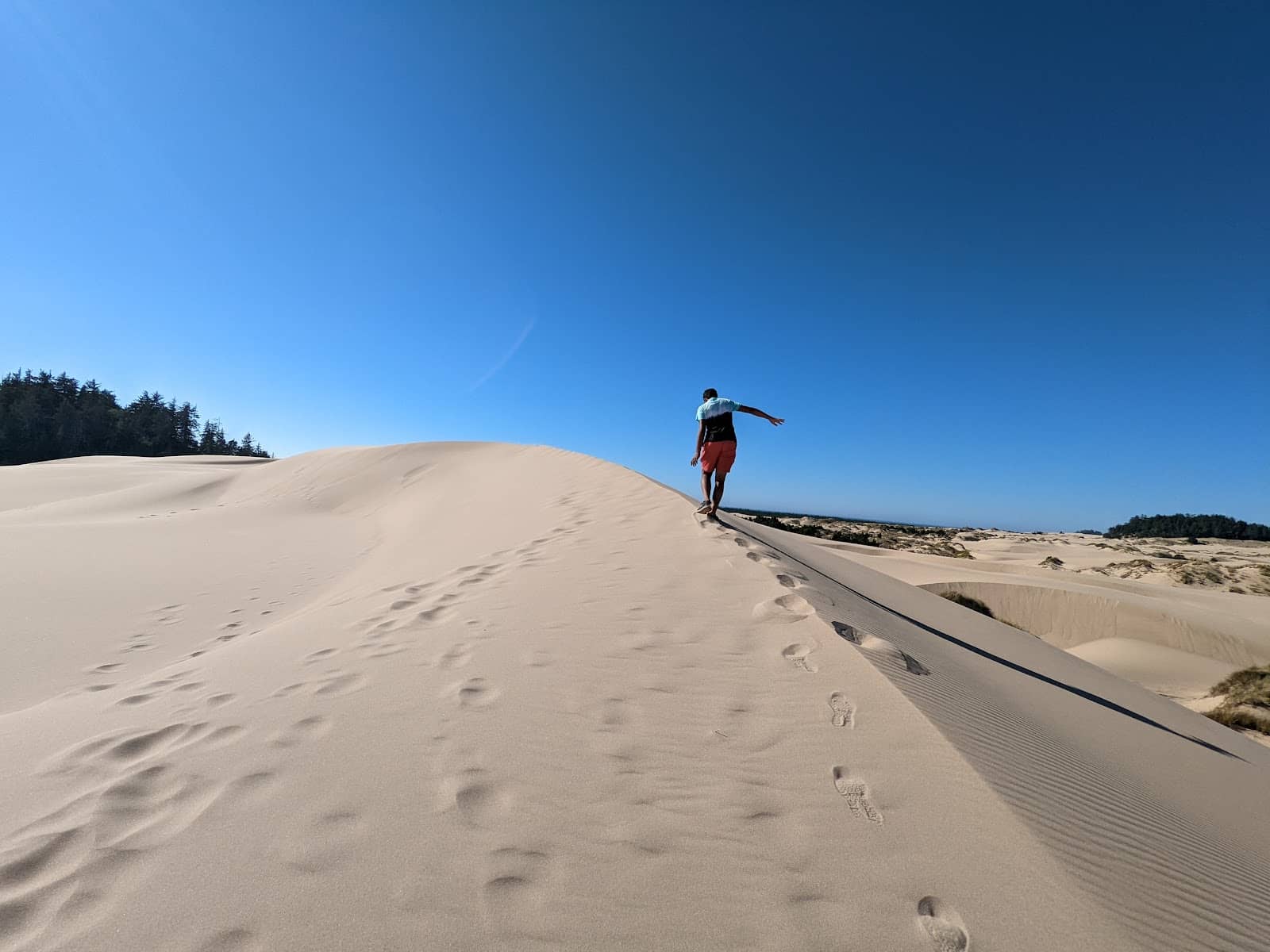 Forest to Dune Transition