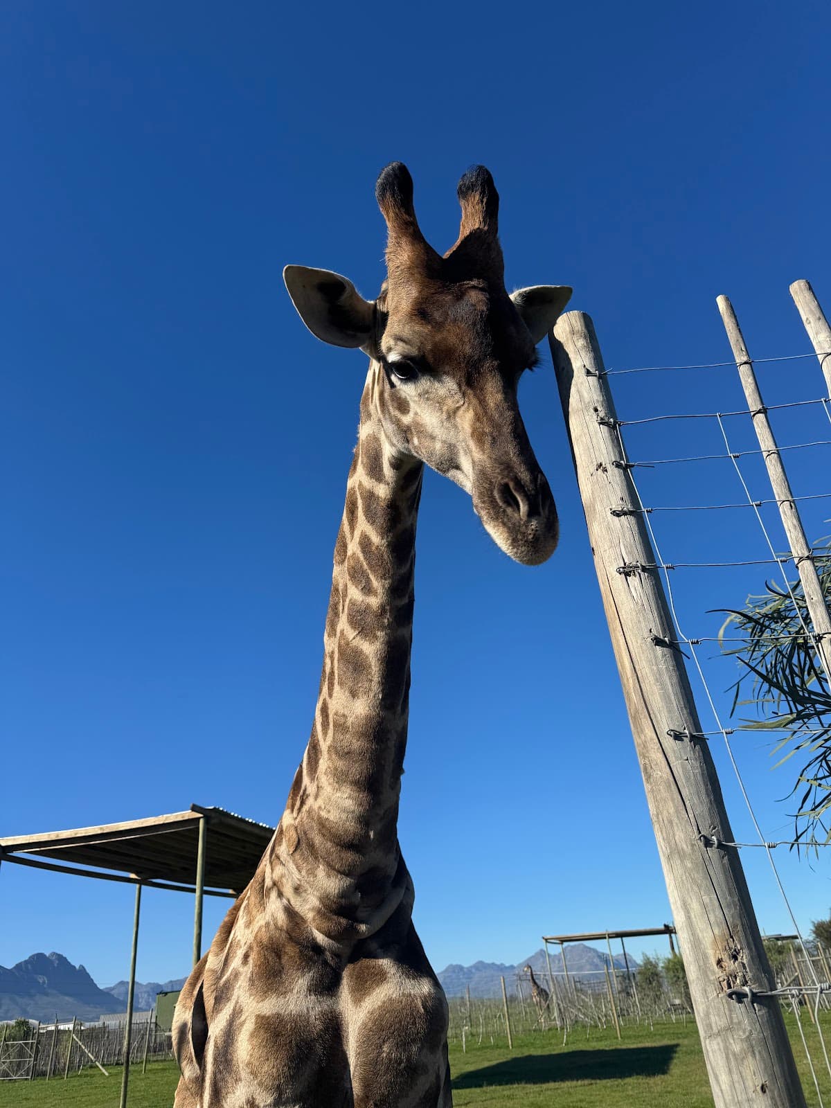 Giraffe House Wildlife Awareness Centre - Image 1