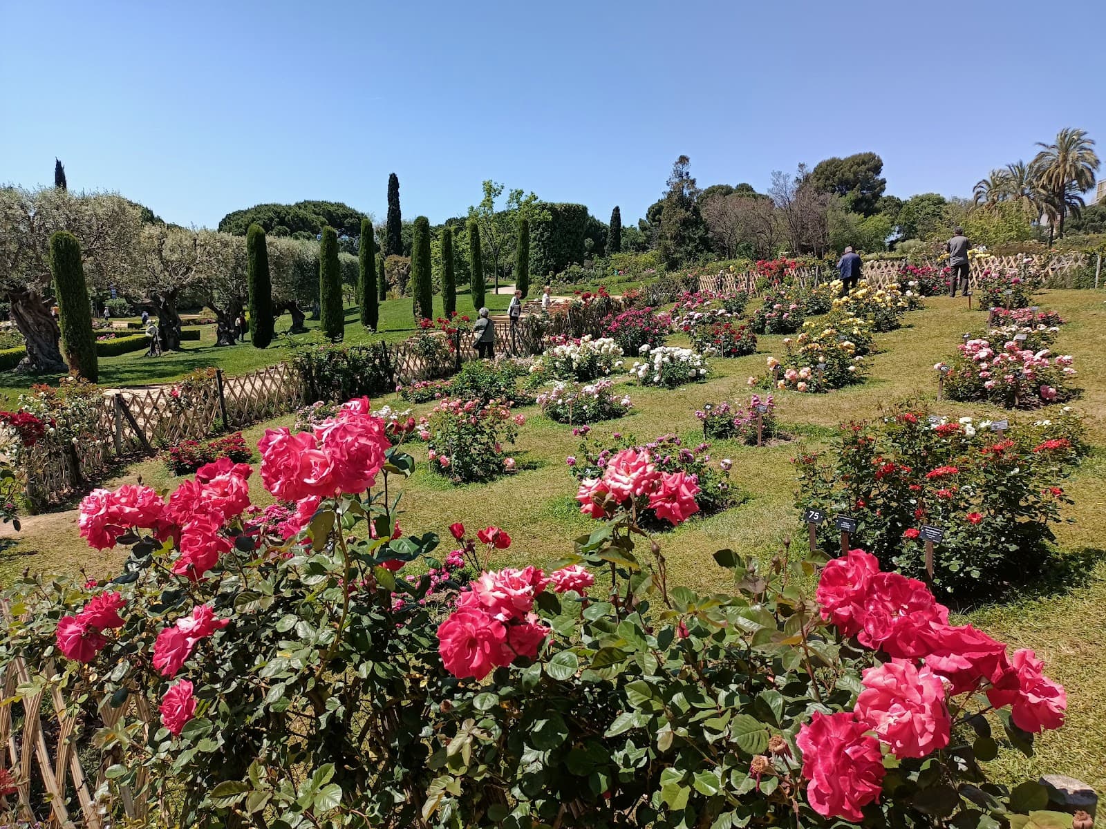 Parque y Rosaleda de Cervantes - Image 1