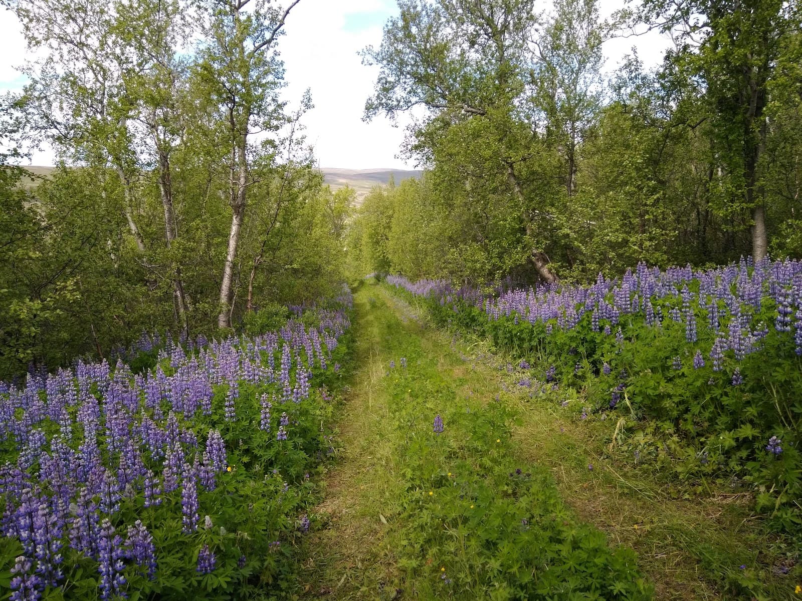 Vaglaskógur Akureyri - Image 1