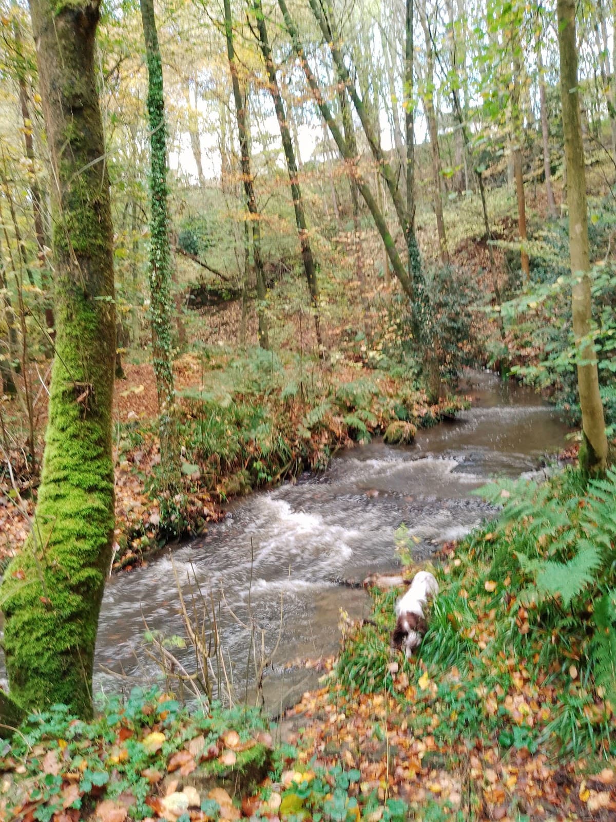 Flatts Wood - Image 1