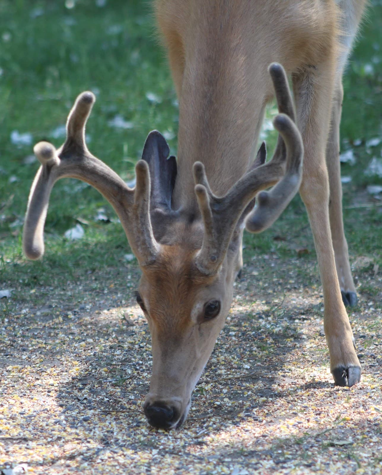 Big Horn - Image 1