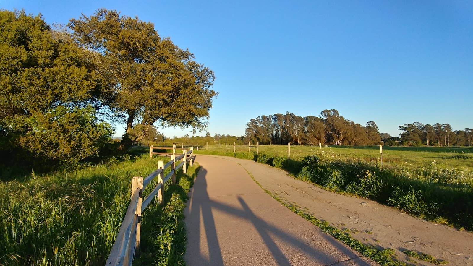 Native Plants & Flowers
