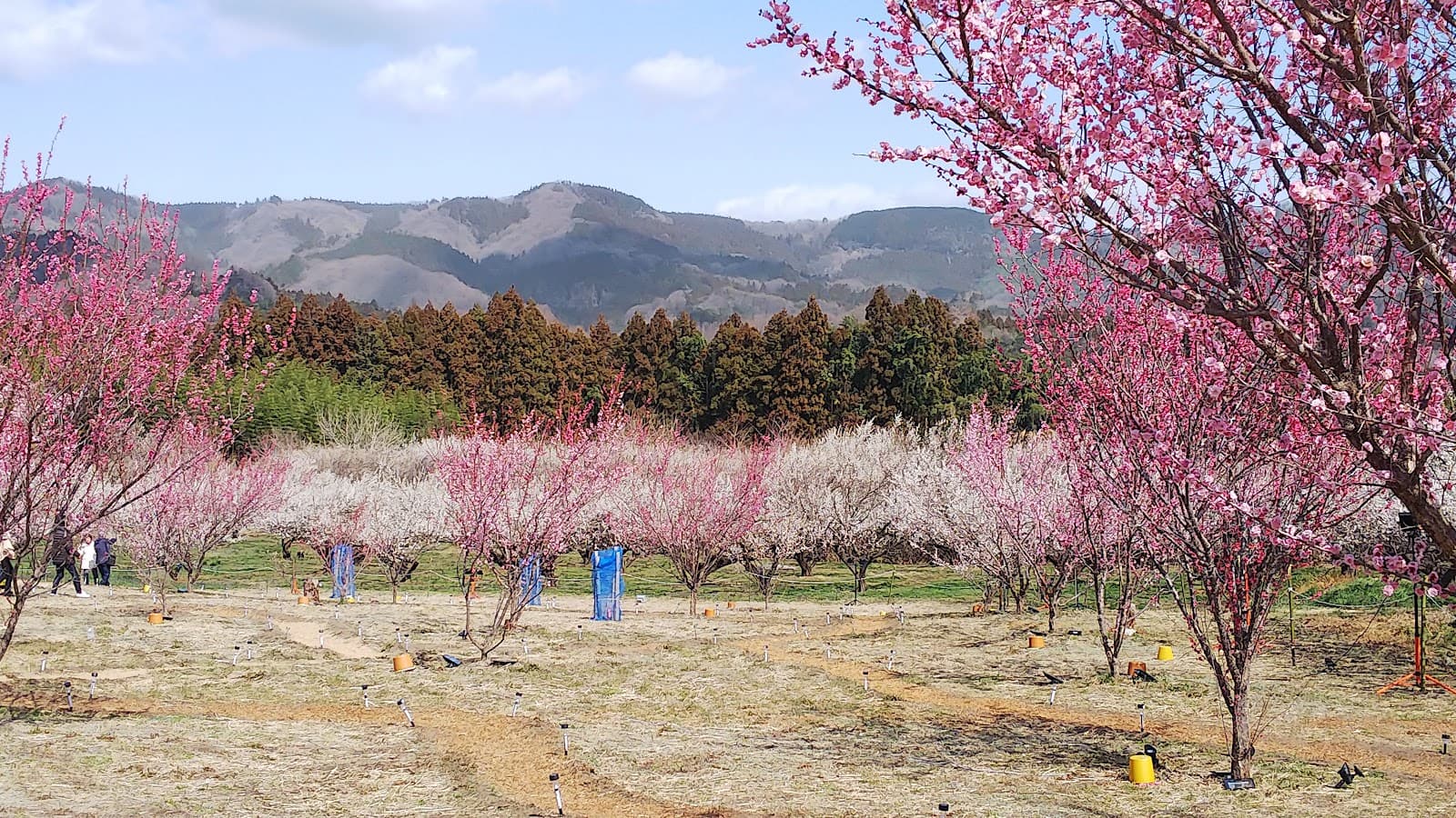 Akima Plum Grove - Image 1