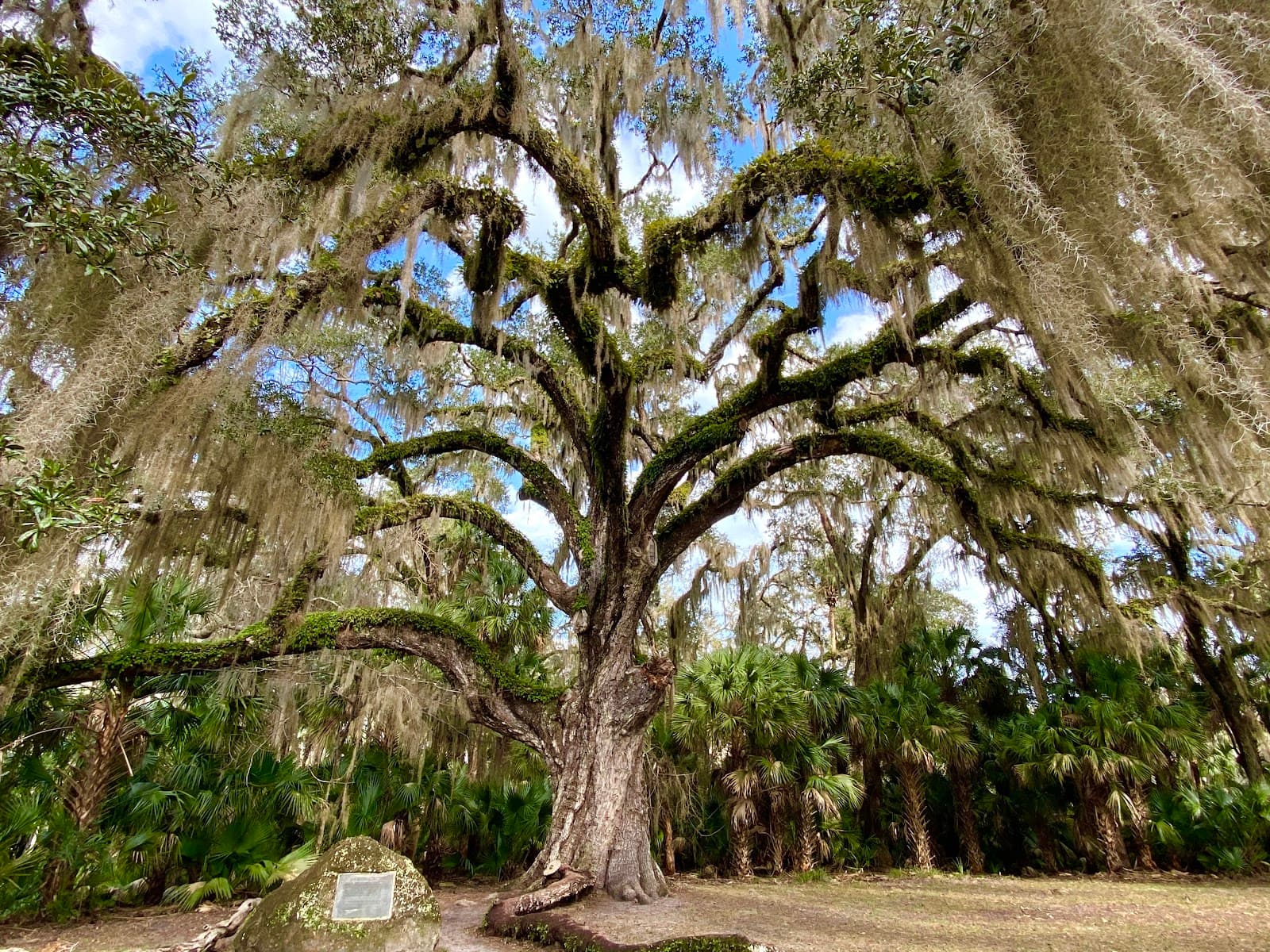Fairchild Oak - Image 1