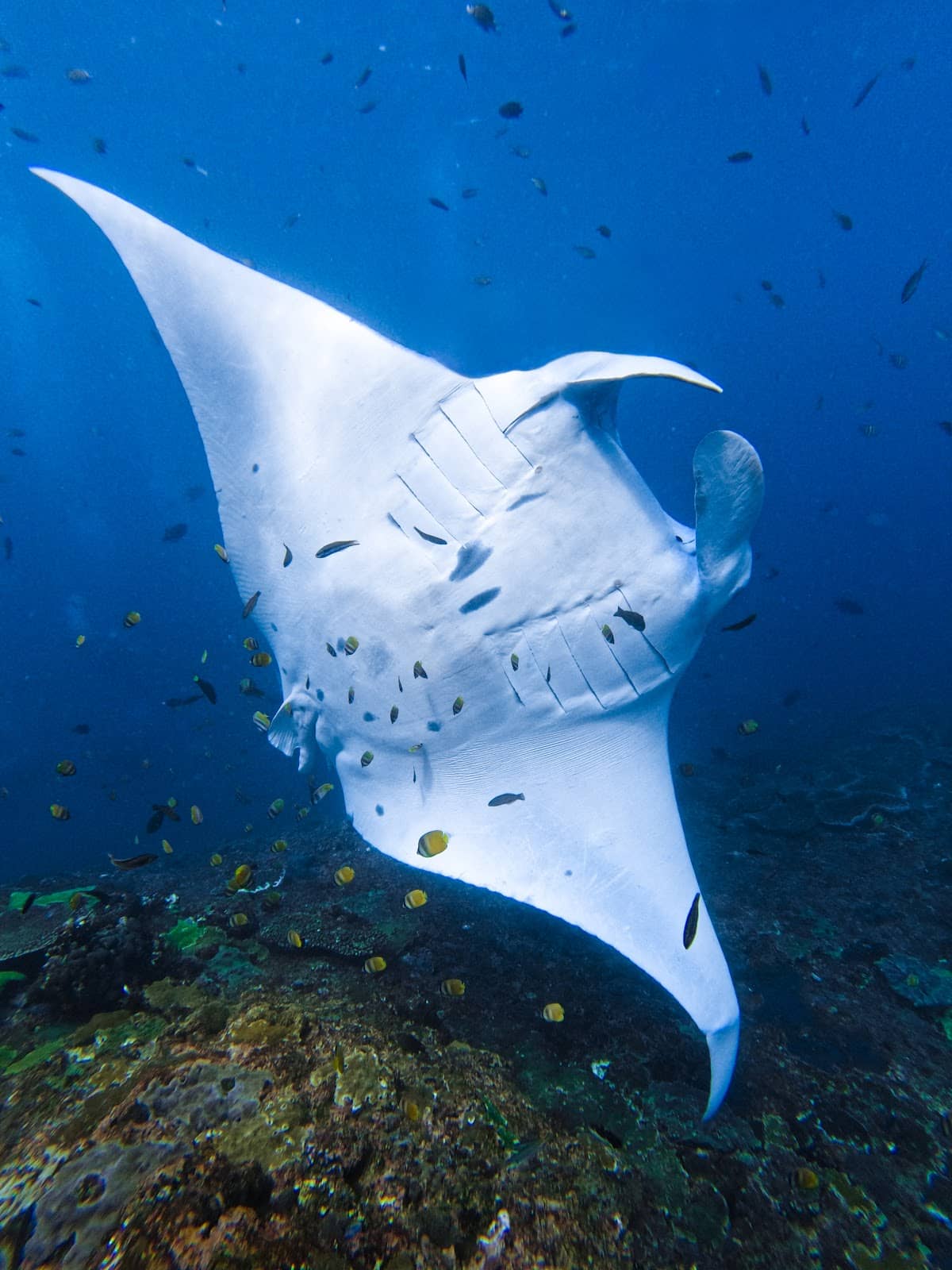 Underwater Cleaning Station