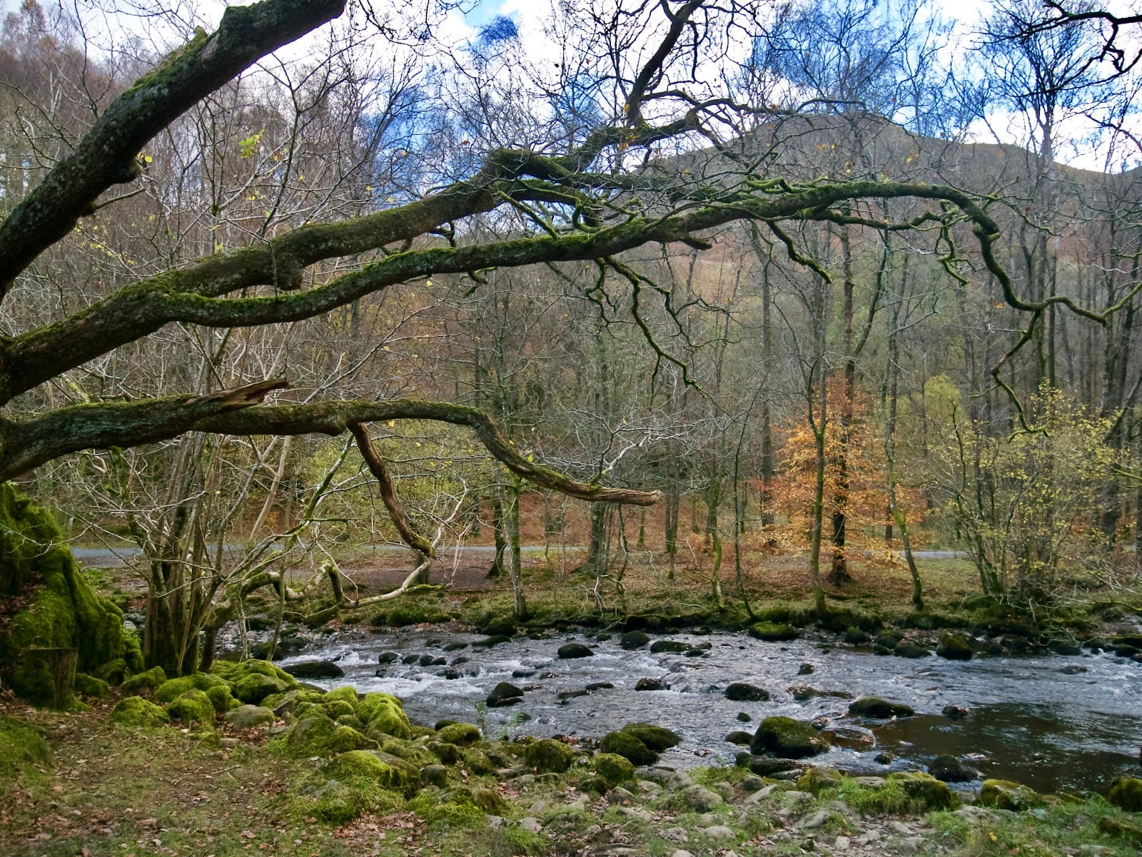 White Moss Woods - Image 1