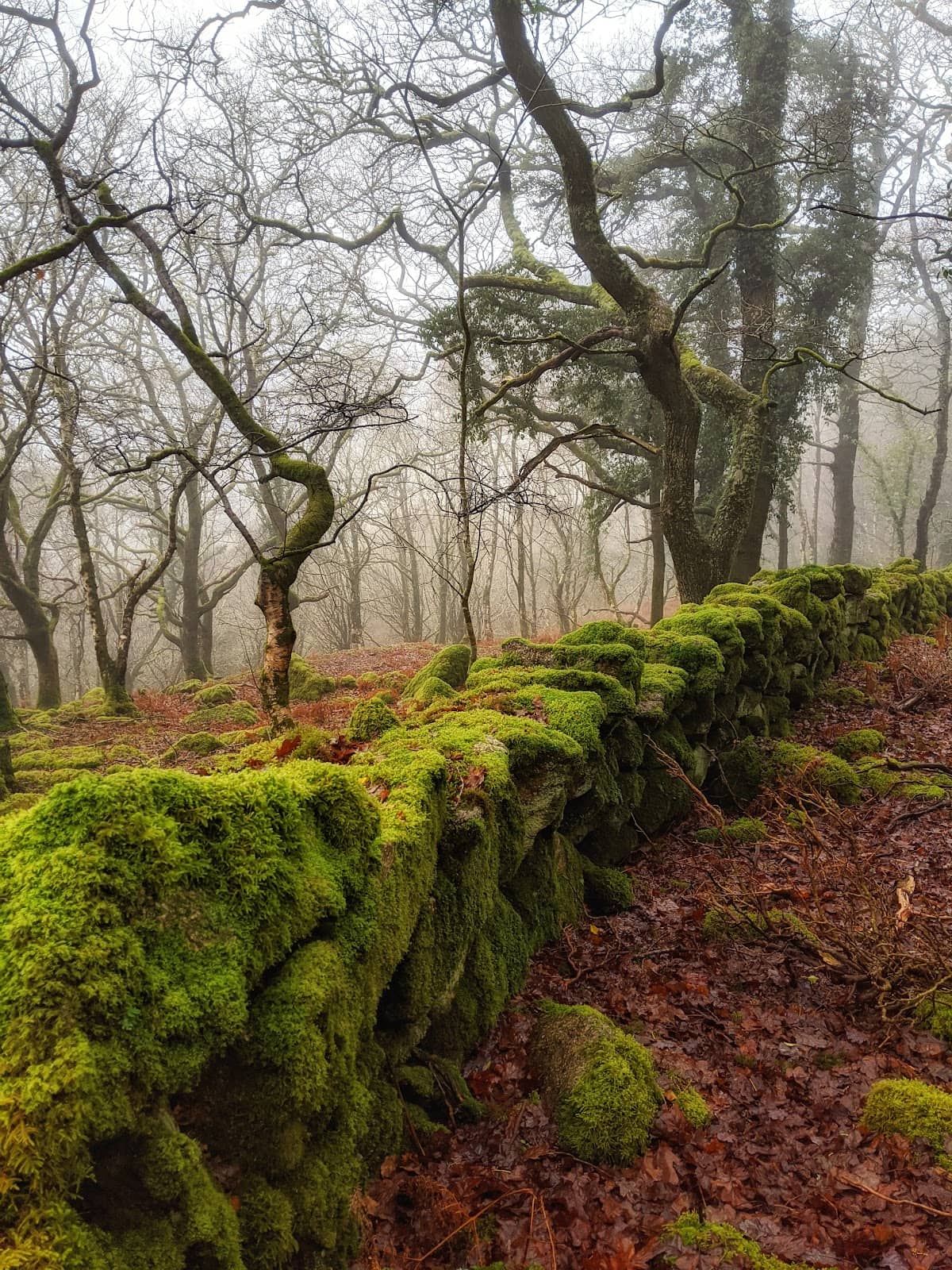River Meavy Walk