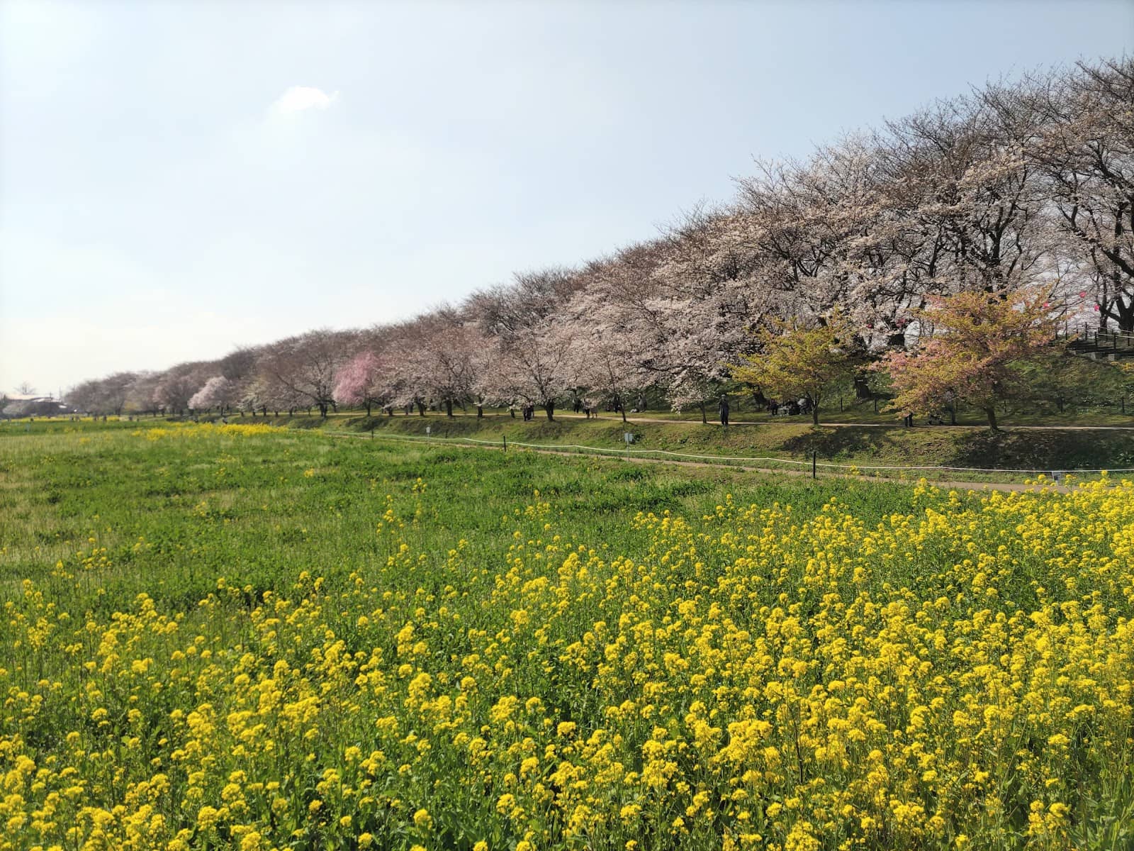 Food Vendor Delights