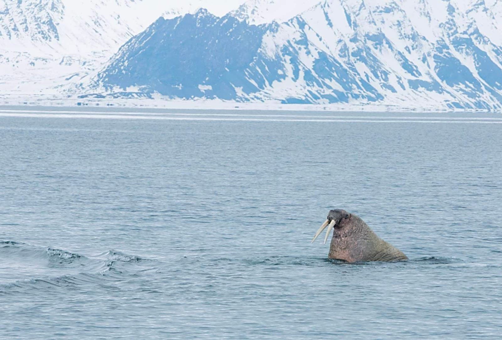 Poolepynten - Image 1