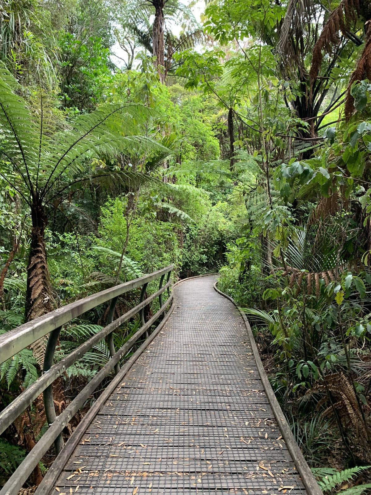 Manginangina Kauri Walk (Puketi) - Image 1
