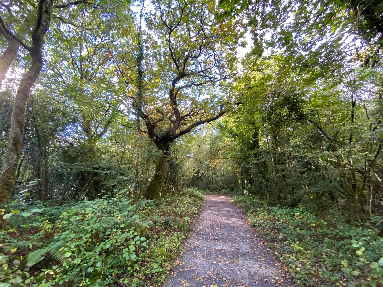 Accessible Nature Walk