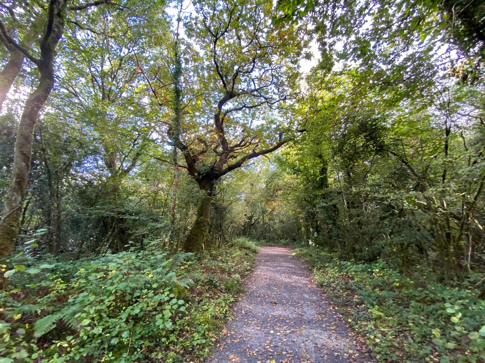 St John's Wood - Image 1