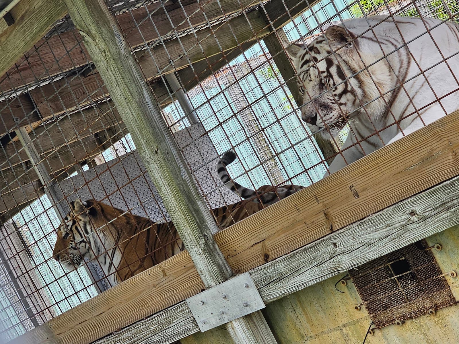 Wooten's Everglades Airboat Tours & Alligator Park - Image 1