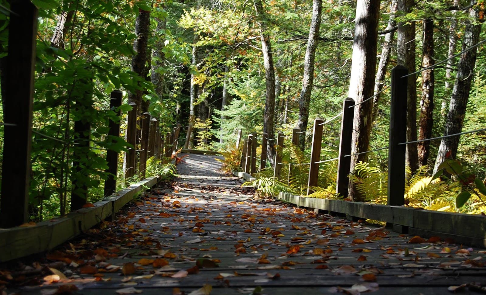 Adirondack Interpretive Center (Newcomb) - Image 1
